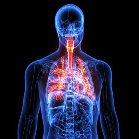 Anatomie Masculine Dappareil Respiratoire Humain Dans Le Rayon X D