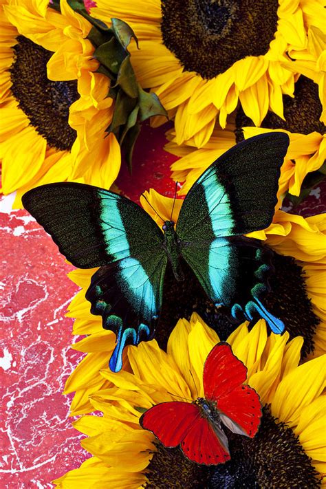 Sunflowers And Butterflies Photograph By Garry Gay Fine Art America