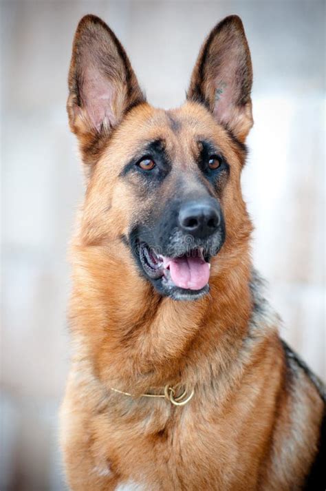 German Shepherd Portrait Close Up Stock Photo Image 25657358