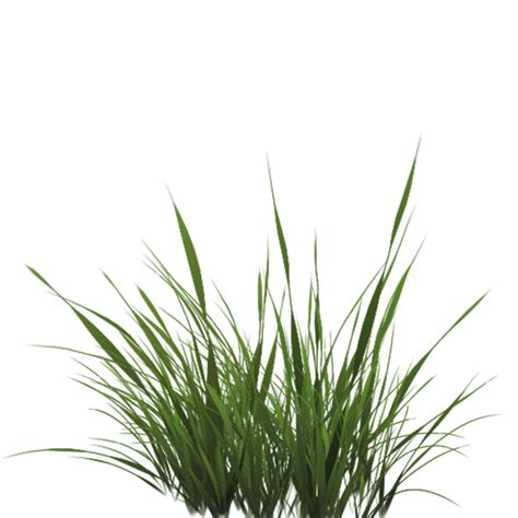 Texture Mapping Drawing Lawn Tall Grass Texture Alpha Png Download