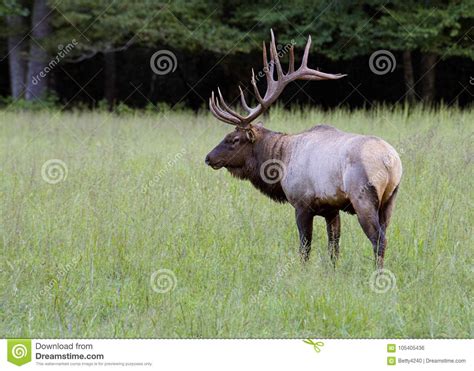 A Bull Elk Stands In An Open Field Stock Photo Image Of Season