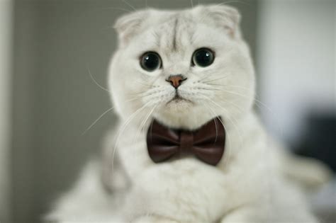 Le Chat Bow Tie Cute Kitten Pics Gorgeous Cats Cat Scottish Fold