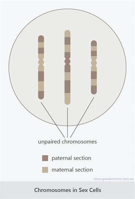 Chromosomes Diploid Cells And Haploid Cells Good Science