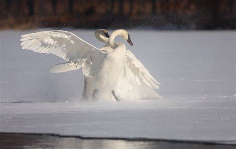 One Thousand Days In Nature Trumpeter Swans Of February