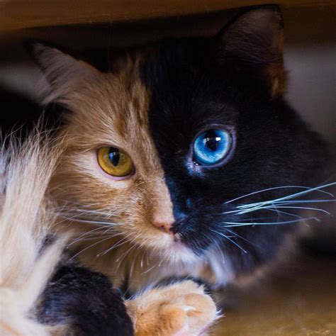 Follow the cat's eye pub. Stunning Two-Faced Chimera Cat 'Quimera' - PoC