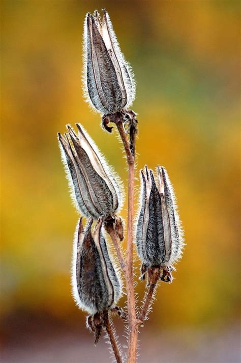 Pin By Cynthia Sumner On Fleurs 1 Seed Pods Flower Seeds Seeds