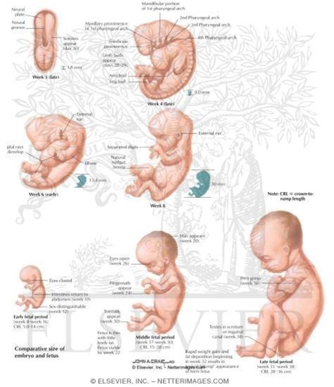 Pregnancy Fetus During Gestation