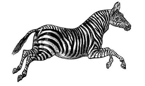 Best Zebra Running Pictures Illustrations Royalty Free Vector Graphics