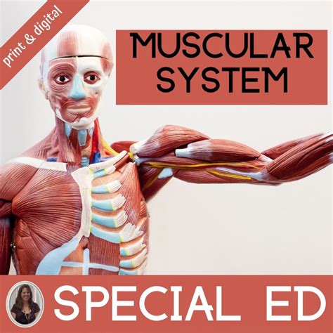 Muscular System Unit For Special Education Human Body Special Needs