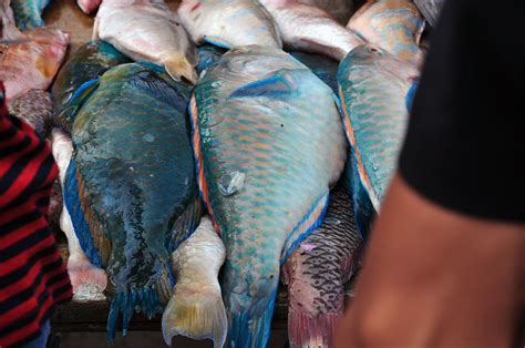 Ikan Biru Aku Tertarik Dengan Warna Ikan Yg Bermacam Mac Flickr