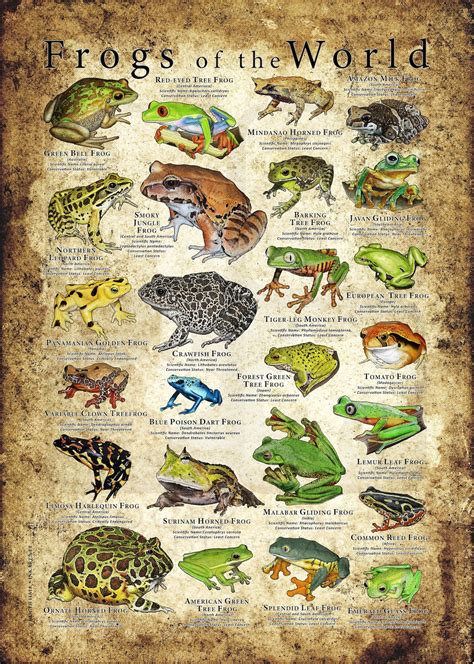 Frogs Of The World Poster Print Etsy