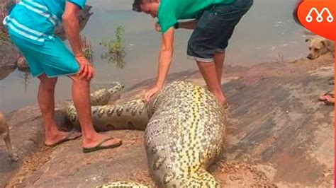 Sucuri Gigante Encontrada No Rio Xingu Youtube