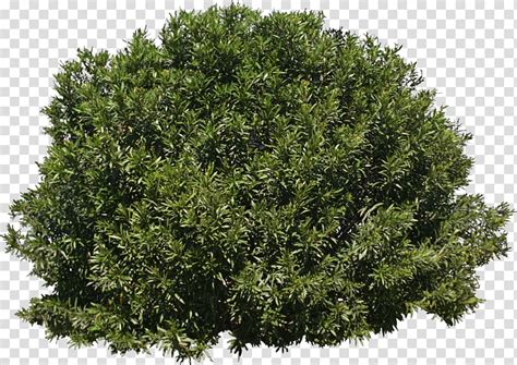 Green Bush Tree Shrub Evergreen Bushes Transparent Background Png