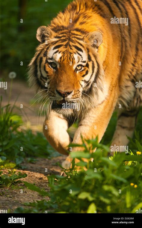 Siberian Amur Tiger Panthera Tigris Altaica Walking Through