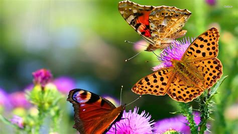 77 Butterfly Wallpapers Free