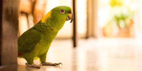 Compassionate and qualified vet care in cedar city and southern utah. Exotic Pet Vet | See the Experts in Nowra & Jervis Bay