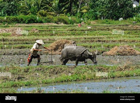 Rice Farmer Cultivates Tilled Rice Field With Plough Is Pulled By Water