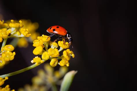 Ladybug Eating Pollum Stock Photo Download Image Now Animal Animal