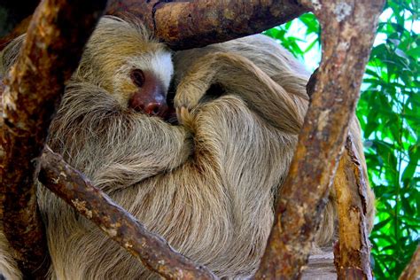 Two Cuddling Sloths Dos Perezosos Abrazos La Paz Waterf Flickr