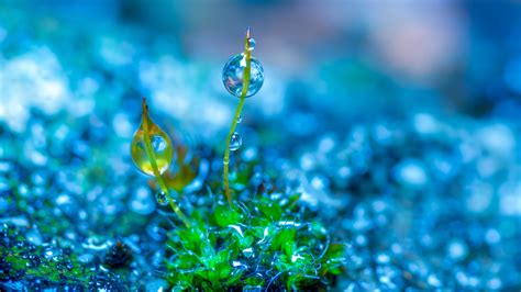 Green Leaf Grass With Water Drop 4k Hd Wallpapers Hd Wallpapers Id