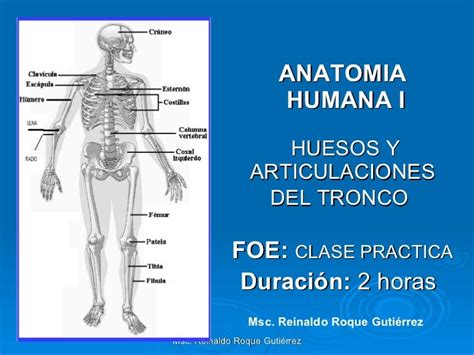 Huesos Y Articulaciones Del Tronco