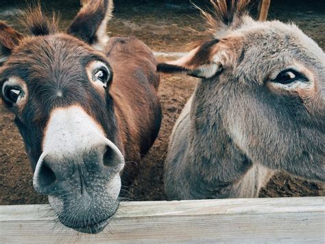 Demand For Ejiao Decimating Global Donkey Population Equine Ink