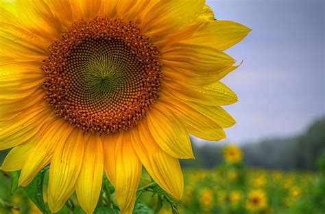 Sunflower Photograph By Michael Donahue Fine Art America