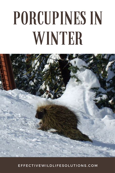 Porcupine Adaptations And Preparations For Winter In 2021 Wildlife