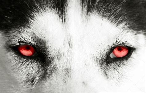 Husky Red Eyes When Angry Vlrengbr