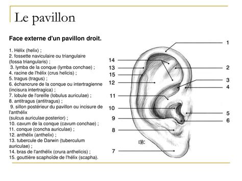 Ppt Anatomie De Loreille Powerpoint Presentation Free Download Id