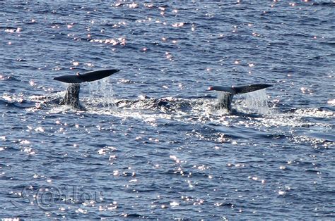 Sperm Whale Physeter Macrocephalus Sperm Whales Of Dondr Flickr