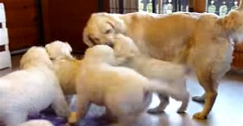Golden Retriever Puppies Love Teasing Their Grandma Her Reaction Is