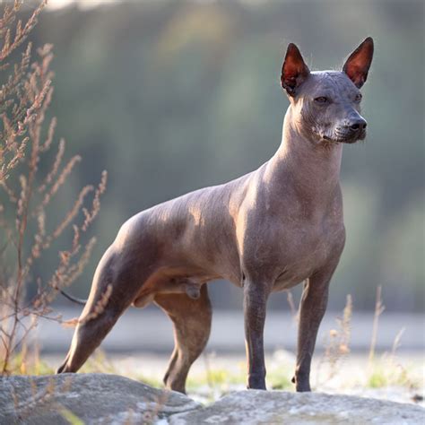 Esta es una de las razas de perro más antiguas y más raras: el