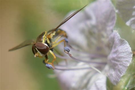 syrphid fly getting pollen from caterpillar phacelia flickr