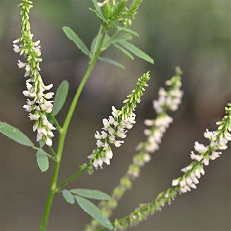 White Sweet Clover Seeds Melilotus Albus 100 Apiary Seeds In Frozen