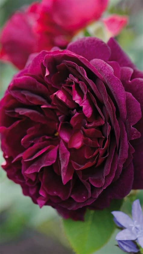 I found that garden roses have a very similar look and come in a variety of colors, including very pretty shades of pink. Pin by Linda Bailey on Cor rosa | Peonies garden, Rose ...