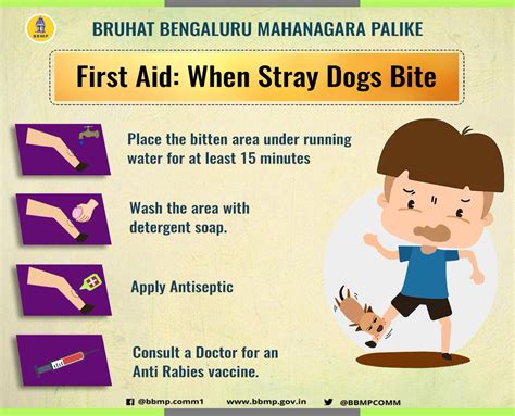 What Precautions Should Be Taken After Dog Bite