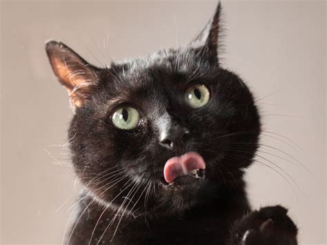 Photos Of Cute Black Cats Prove Theyre Anything But Unlucky