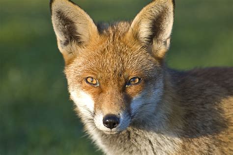Red Fox Eyes