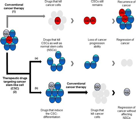 Concise Review Emerging Drugs Targeting Epithelial Cancer Stem‐like