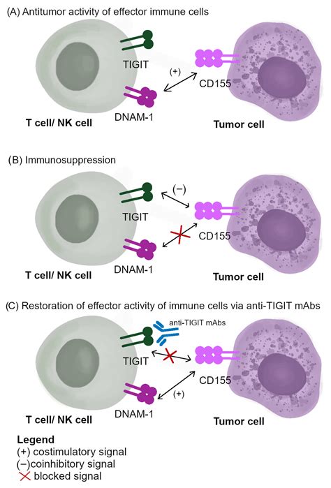 Cancers Free Full Text The Dual Blockade Of The Tigit And Pd Pd