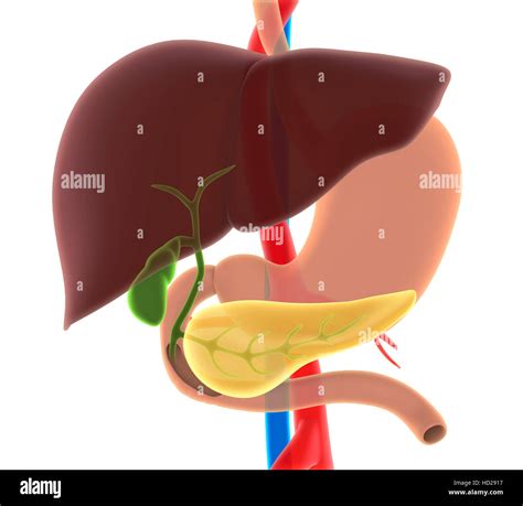 Human Liver Gallbladder And Pancreas Anatomy Stock Photo Alamy