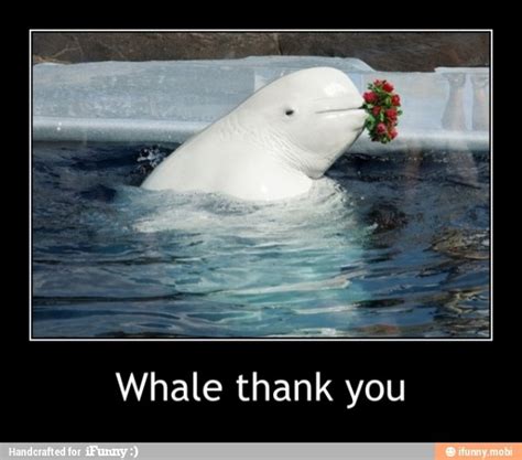 Beluga Whales Yay Pinterest