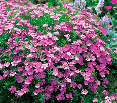 Dabei ist die alpine staude anspruchslos und. Teppich-Phlox - Polster-Phlox : Dehner Garten Center