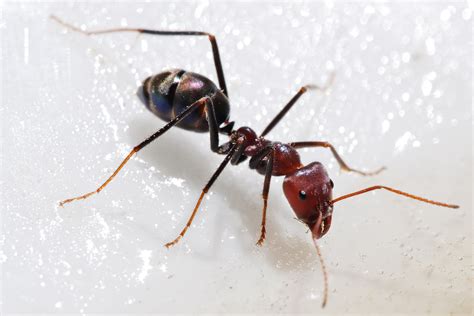 Archivomeat Eater Ant Feeding On Honey02 Wikipedia La