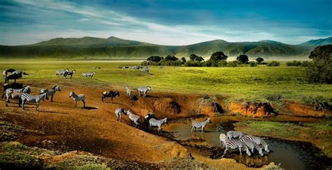 A Guide To Wildlife In Ngorongoro Crater Tanzania Safaris Tanzania