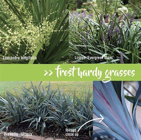 Frost Hardy Plants And Gardening Tips About The Garden Magazine