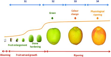 Stages Of Fruit Development And Ripening In Apricot Fruits After