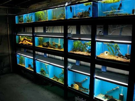 Fish Aquarium Shop