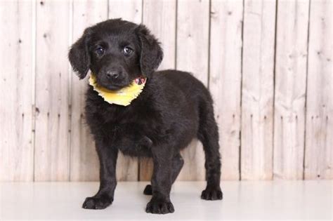 Find the perfect puppy for sale in cincinnati, ohio at next day pets. Labradoodle puppy for sale in MOUNT VERNON, OH. ADN-59536 ...